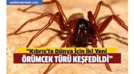 İki Yeni Örümcek Türü Keşfedildi İki Yeni Örümcek Türü Keşfedildi